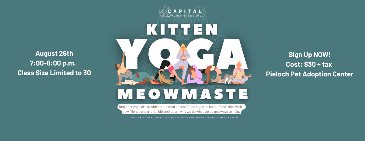 MEOWmatse Kitten Yoga August 26, 2026